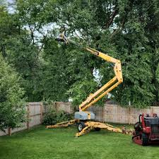 How Our Tree Care Process Works  in  Baudette, MN