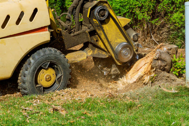 Reliable Baudette, MN Tree Services Solutions