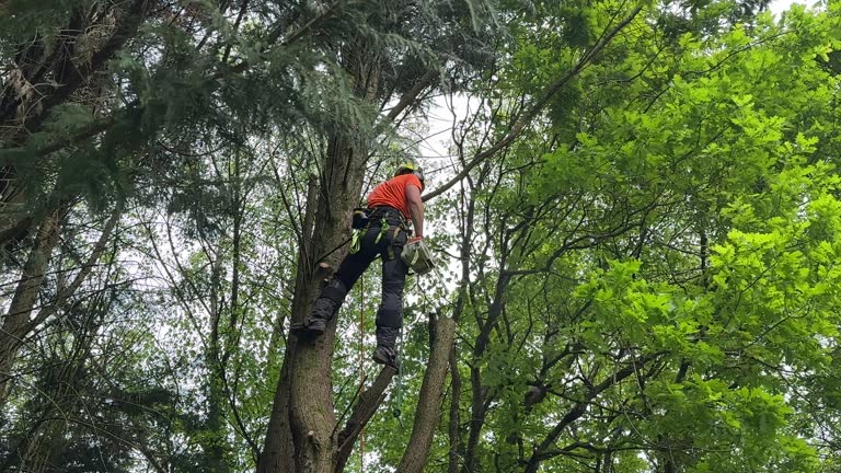 Professional Tree Services in Baudette, MN