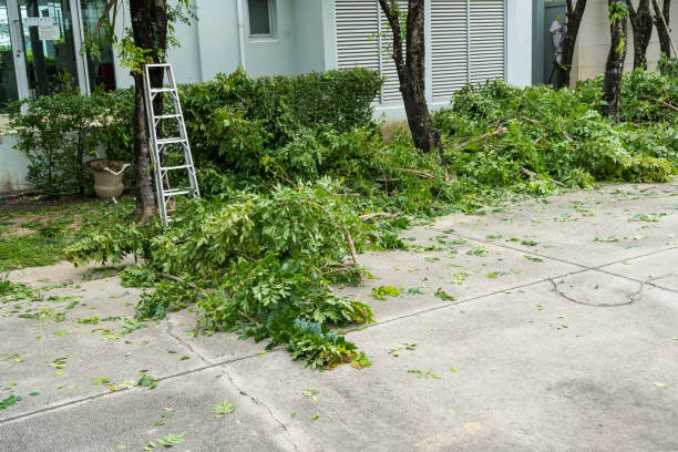 How Our Tree Care Process Works  in  Baudette, MN